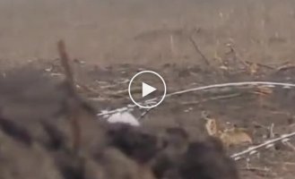 Ukrainian soldiers watch from a trench one destroyed Russian tank and another completely destroyed