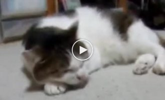 Кот поет блюз