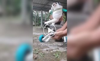 Инвалидная коляска для кота