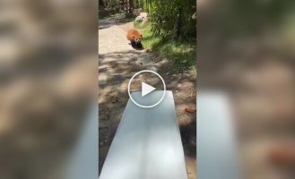 A red panda decided to relax on the ice