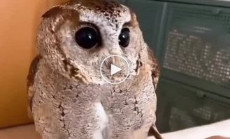 Meet the collared owl