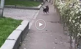 Dog fight with rat