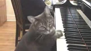 Кошка играет на пианино
