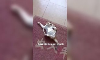 Шкодливый котенок попал в ловушку