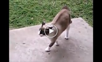 Агрессивные кошки атакуют собак