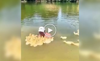Утята приняли мужчину за свою маму