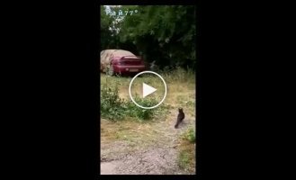 A real battle of crows and cats