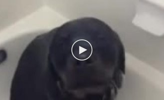 Собака кайфует под душем