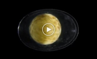 How life is born from a single cell