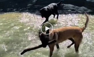 The dog regretted leaving the stick in the water