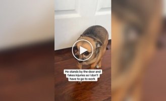 Хитрый песик притворяется больным