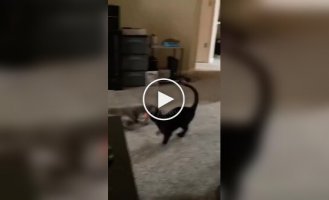 Life with two cats in the house