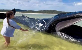 Ten-year-old girl splashes water on a whale stranded in shallow water