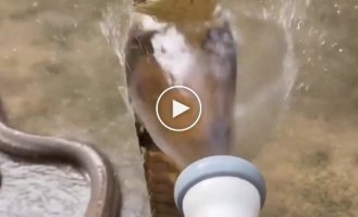 King cobra takes a shower