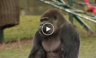 A gorilla Abram from England who became famous for being able to stand like a human