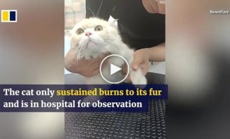 Cat miraculously escaped from burning apartment