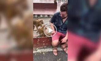 Обезьяны пристают к туристу