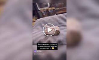 Поддержка от хомяка