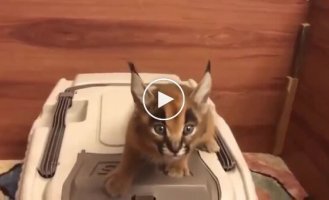 Котенок с лазерным мяуканьем