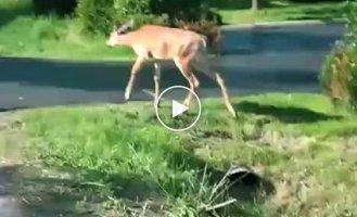 Вот так вот олени перебигают дорогу