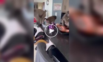 Woman finds a gang of monkeys in her house