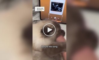 Angry cat falls asleep when he hears his favorite song