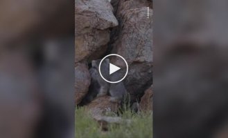 Фотограф заснял большое семейство манулов