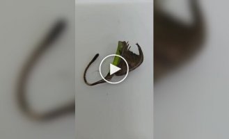 Павук, що прикидається сухим листом