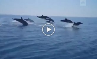 Дельфины соревнуются с прогулочным катером