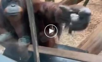 The female orangutan asked the woman to show the baby