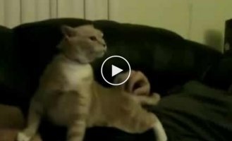 Кошка тащится когда ее чешут
