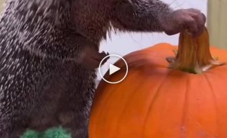 Baby porcupine tastes pumpkin for the first time