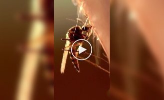 Необычный факт о комарах