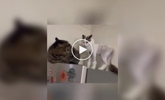 Коти, що пережили похід до грумера