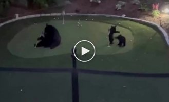 The bears decided to master a new activity
