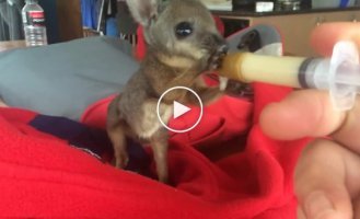 Кормление маленького кенгуру в Австралии