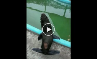 Тюлень исполнил танец для своей спасательницы