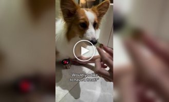 Реакция корги на любимое лакомство