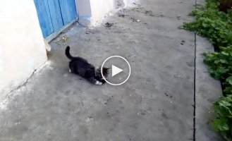 The rat catcher kitten catches a rat and his quick reaction to what is happening
