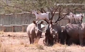 Дружба козлят и носорогов