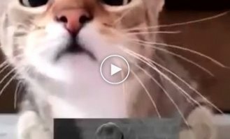 Впечатлительный кот смотрит триллер Психо