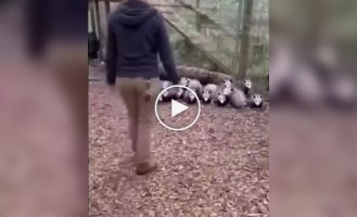 A man scared a family of opossums