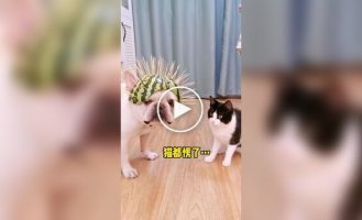 Кавунова броня для пса