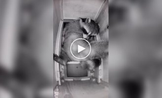 The raccoon chose an interesting place to sleep