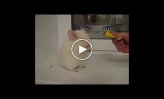 Шиншилка просит на двух лапках