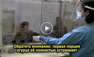 Мавпа зазнала почуття несправедливості