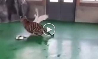 Goose vs curious tiger cub