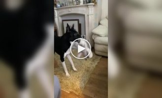 What a smart dog, amazingly, watches TV and experiences emotions