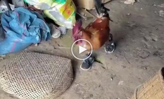 Rooster running in sneakers