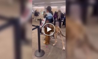 Woman takes large dog on plane
